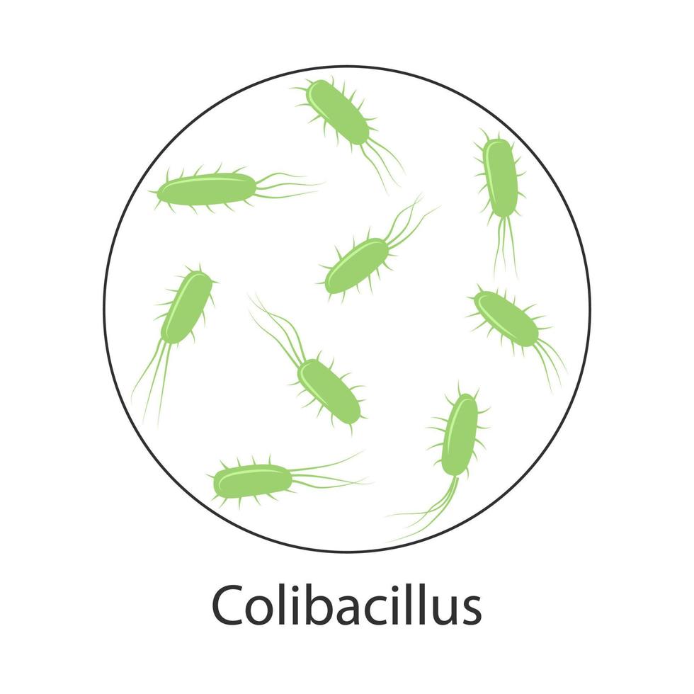 bactéria de envenenamento do sangue escherichia coli. ilustração vetorial vetor