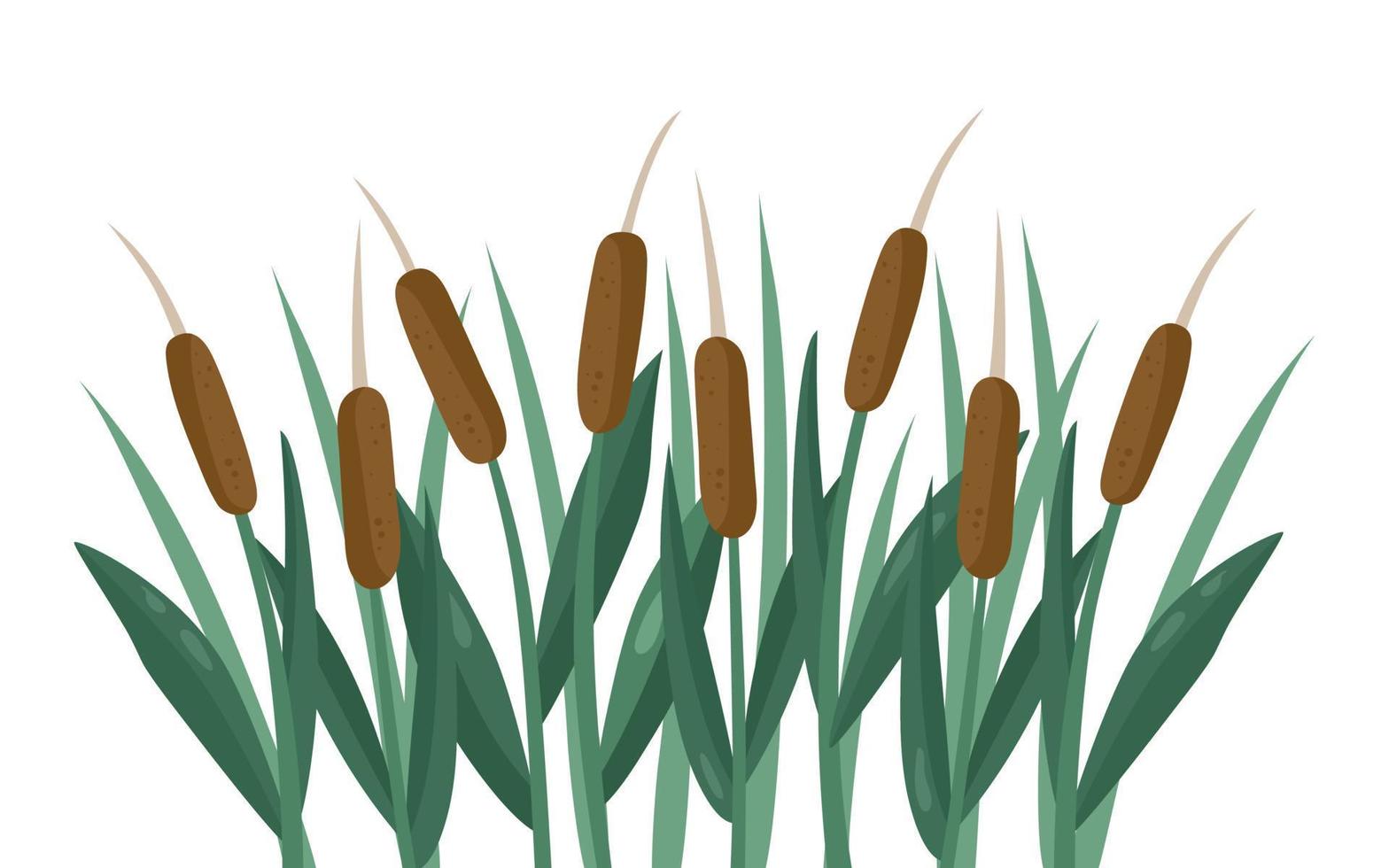 Reed group é uma planta aquática de caule alto com belas inflorescências aveludadas, de cor marrom. ilustração em vetor de uma paisagem para o fundo.