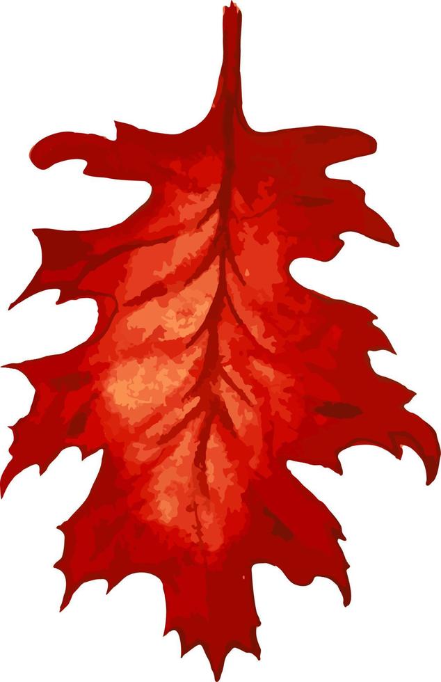 ilustração em aquarela de folha vermelha. folha desenhada outumn na cor vermelha e laranja, isolada no fundo branco. ilustração vetorial. vetor