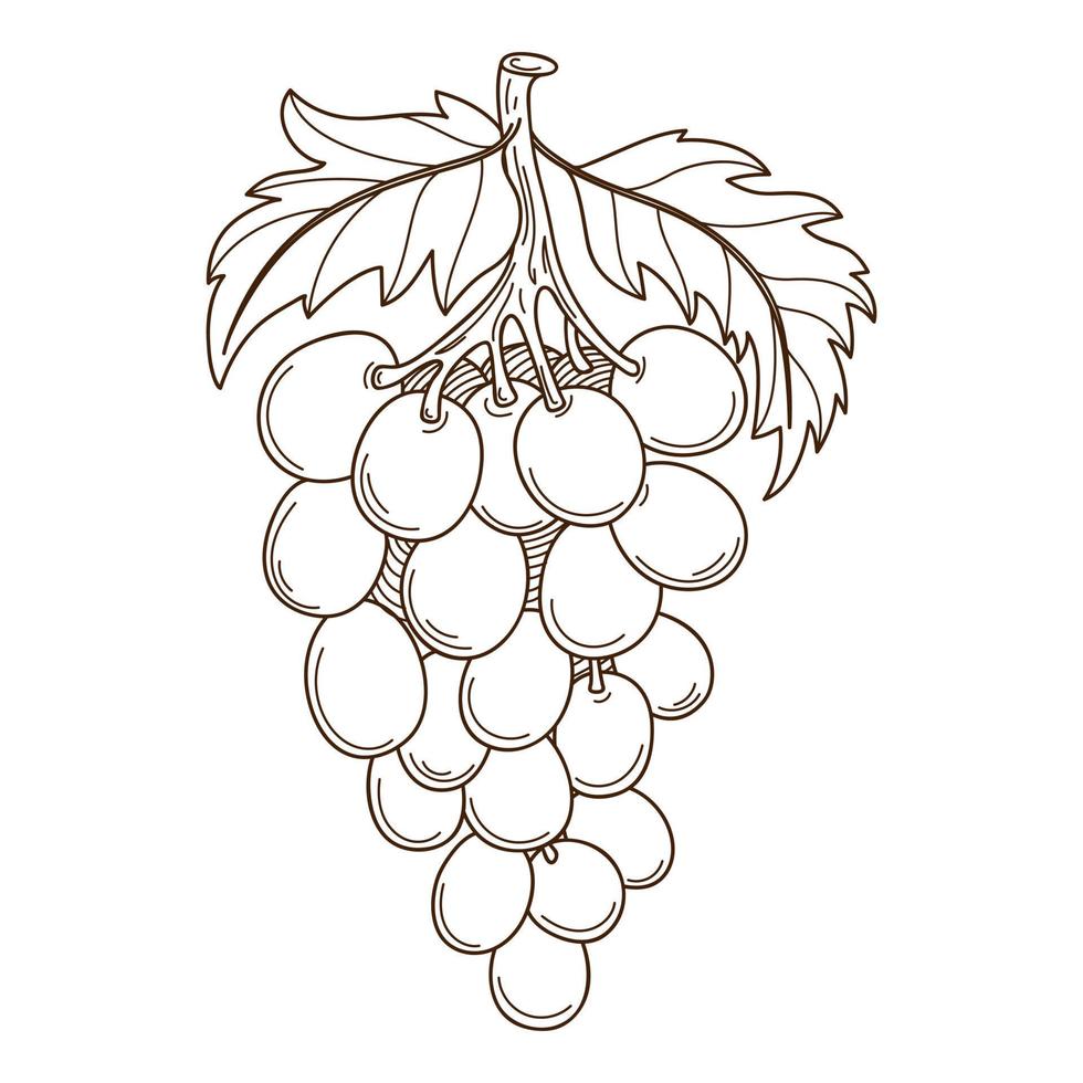 um cacho de uvas com folhas. o símbolo da colheita. tema de outono. elemento de design com contorno. rabisco, desenhado à mão. ilustração em vetor preto branco. Isolado em um fundo branco