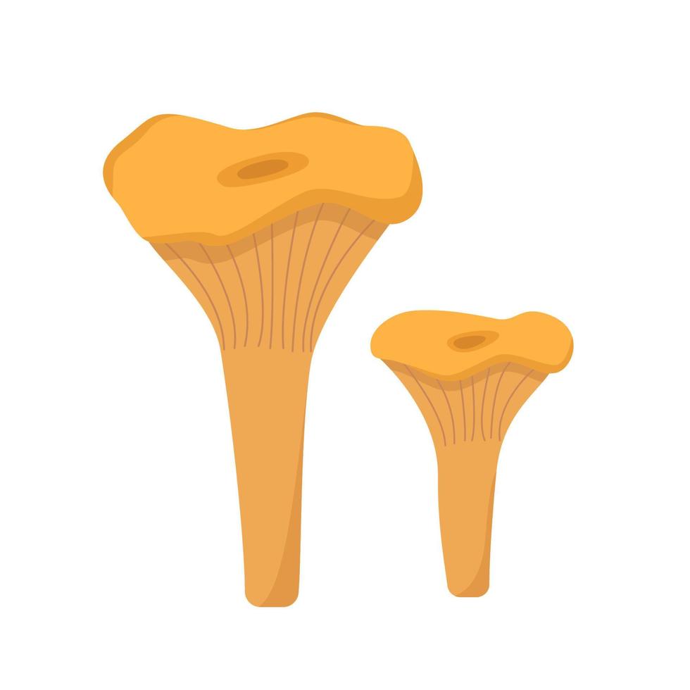 dois cogumelos coloridos do vetor de ícones de chanterelles de outono. ilustração isolada em branco