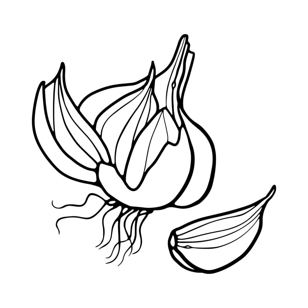 ilustração em vetor doodle de contorno desenhado à mão de alho e dente de alho