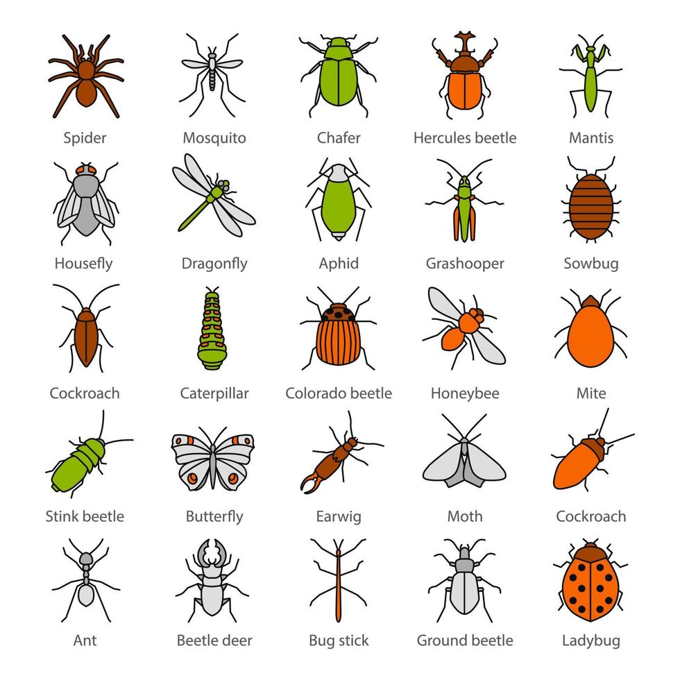 conjunto de ícones de cores de insetos. insetos. coleção de entomologistas. borboleta, tesourinha, percevejo, phasmid, mariposa, formiga, louva-a-deus, aranha. ilustrações vetoriais isoladas vetor