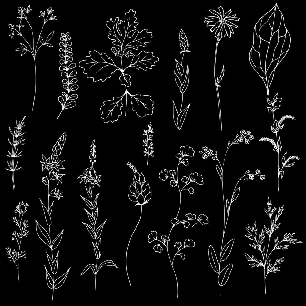 padrão vetorial preto e branco com galhos folhas e ervas vetor
