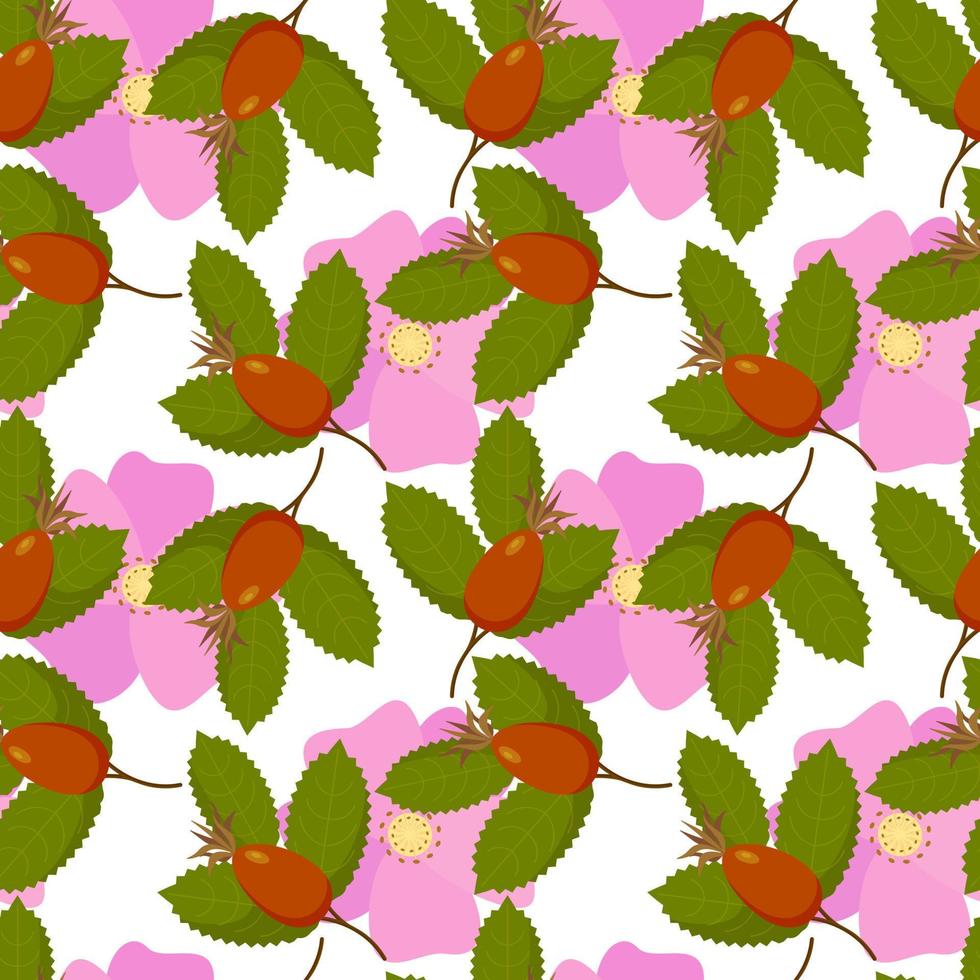 rosa mosqueta rosa padrão canina flores frutas com folhas, bagas. em fundo branco. ilustração vetorial vetor