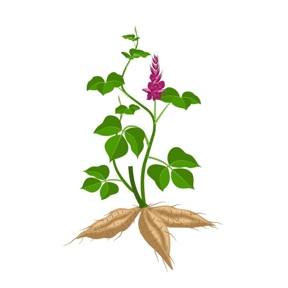 ilustração em vetor de planta kudzu ou pueraria montana, planta de ervas, isolada no fundo branco.