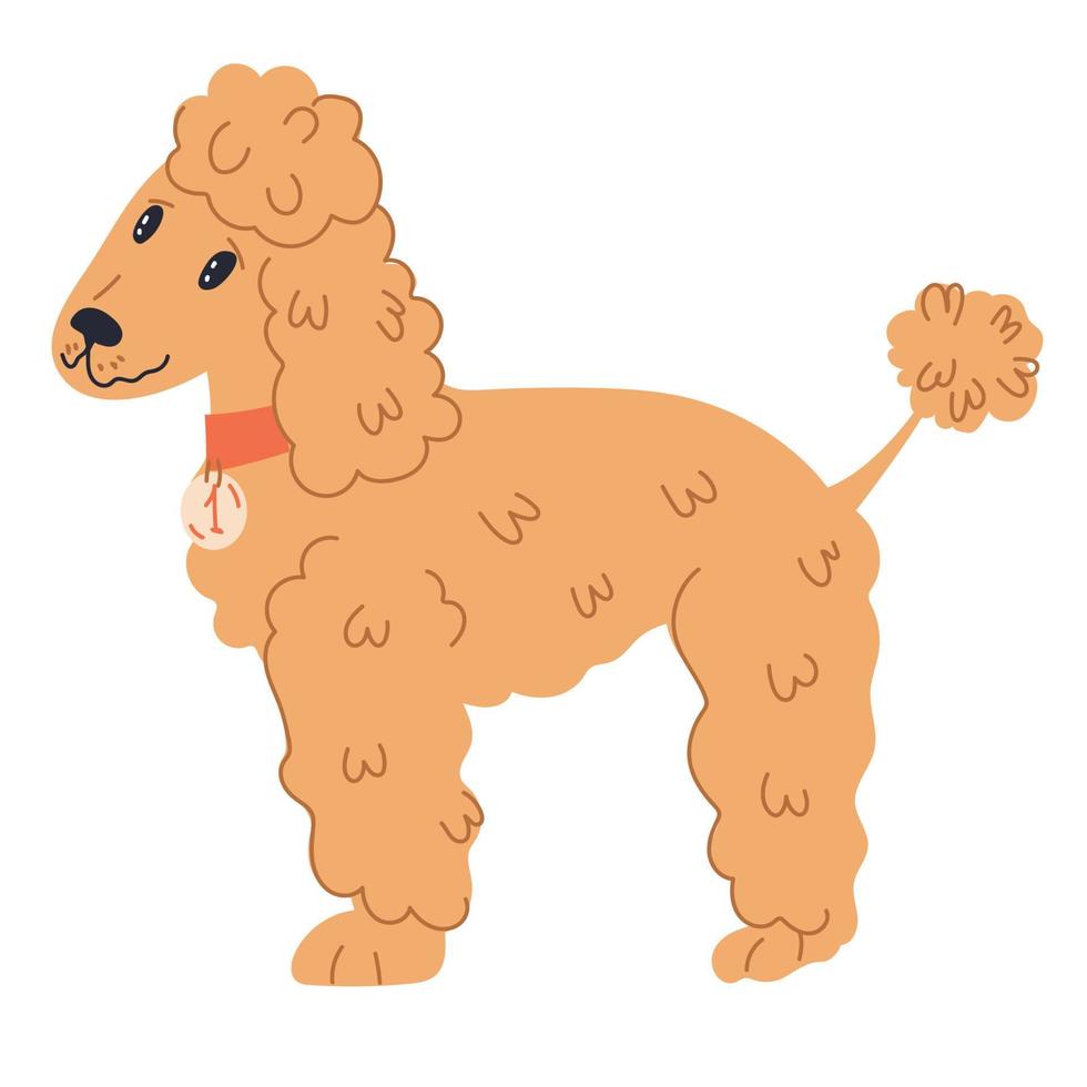 personagem de desenho animado adorável cão poodle engraçado, ilustração vetorial plana isolada no fundo branco. animal doméstico. engraçado cão desenhado à mão ou cachorrinho, poodle peludo. vetor