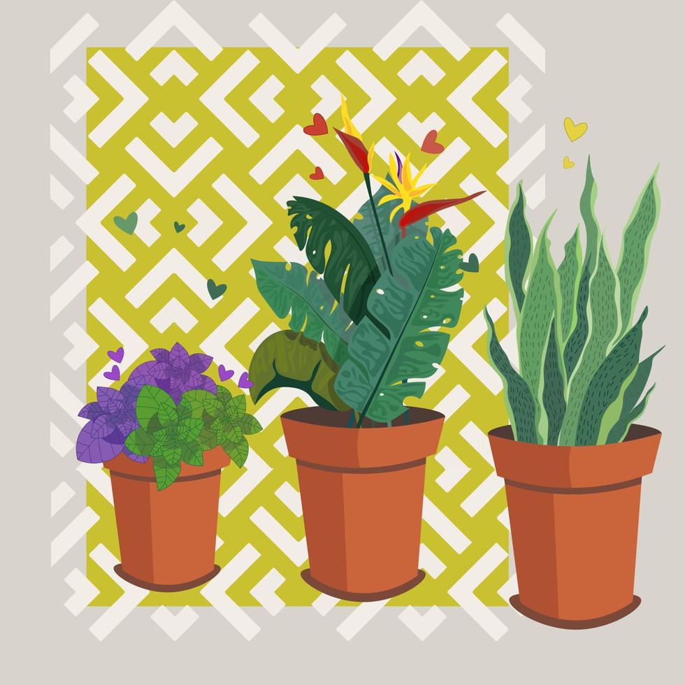 conjunto de plantas de interior populares. plantas da moda para o lar. ilustração vetorial. coleção de plantas de interior no ornamento. plantas de casa crescendo em vasos ou plantadores. vetor