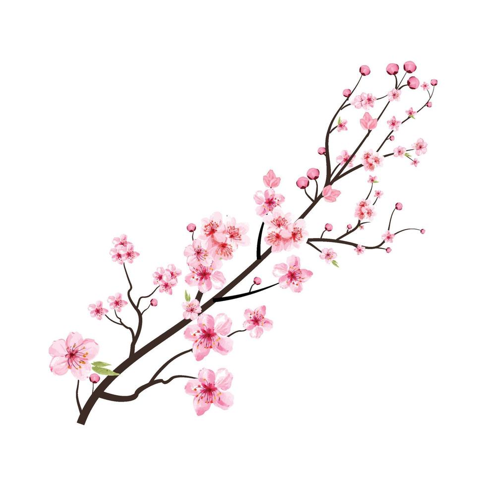 flor de cerejeira com aquarela flor de sakura florescendo. vetor realista de flor de cerejeira em aquarela. ramo de sakura. ramo de flor de cerejeira com vetor de flor rosa sakura. Flor de cerejeira japonesa.