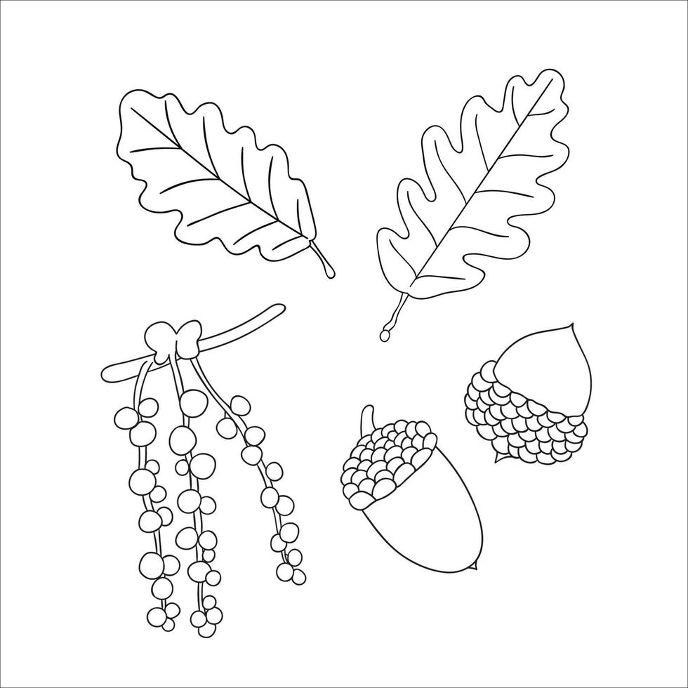 conjunto de vetores de elementos de linha carvalho isolados no fundo branco. ilustração botânica de folha de carvalho, brunch, flores, bolotas, ament. clipart preto e branco