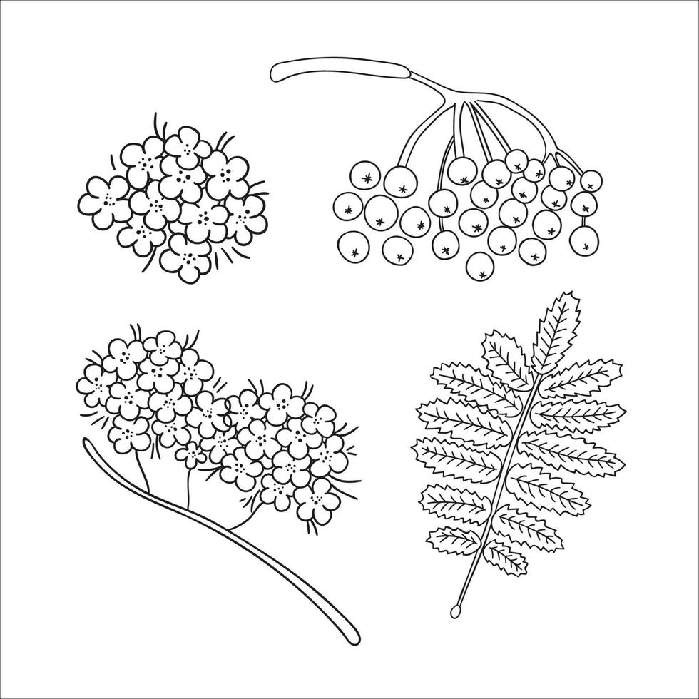 conjunto de vetores de elementos de linha rowan árvore isolados no fundo branco. ilustração botânica de bagas de rowan, brunch, flores. clipart preto e branco.