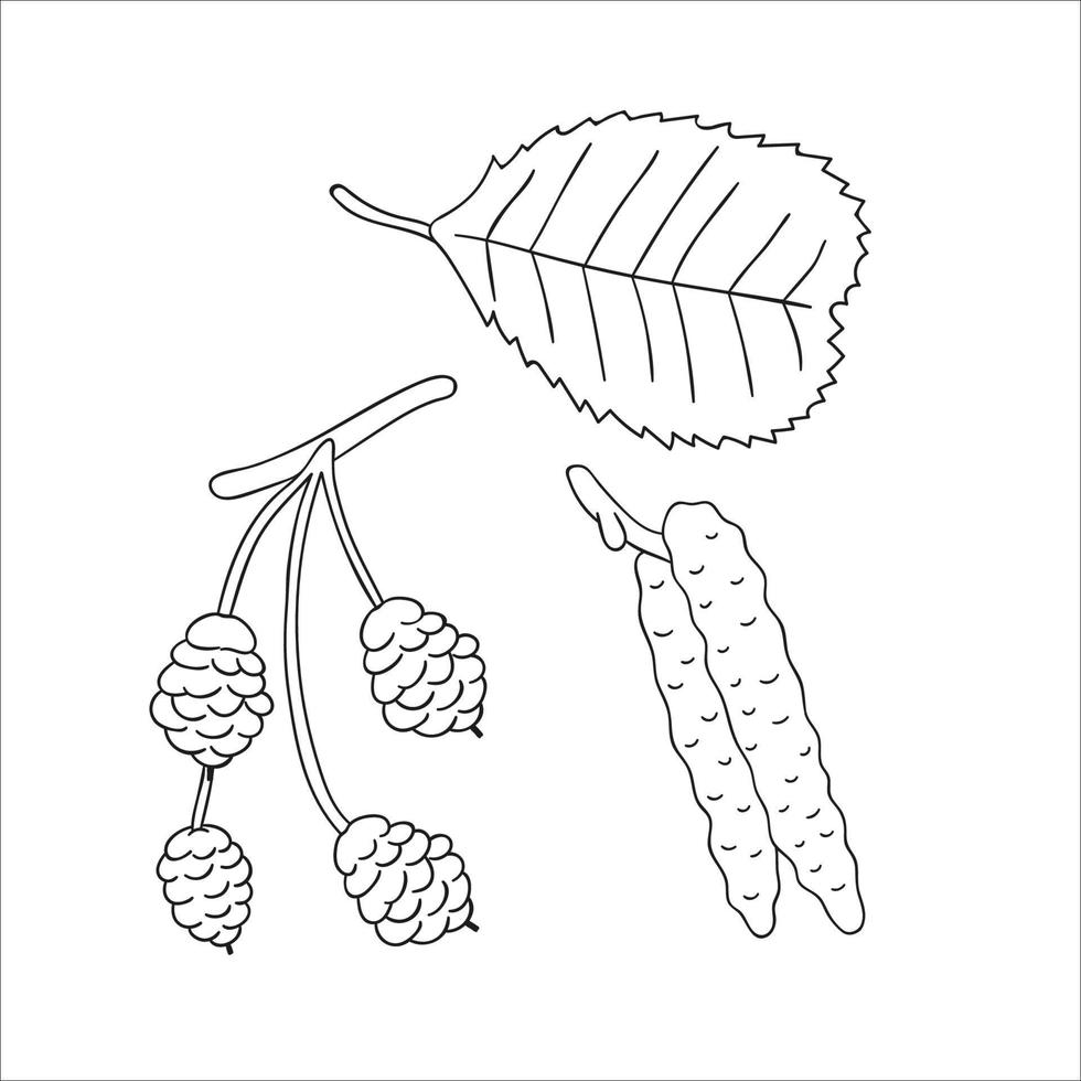 conjunto de vetores de elementos de árvore de amieiro de linha isolados no fundo branco. ilustração botânica de folha de amieiro, brunch, flores, frutas, ament, cone. clipart preto e branco.