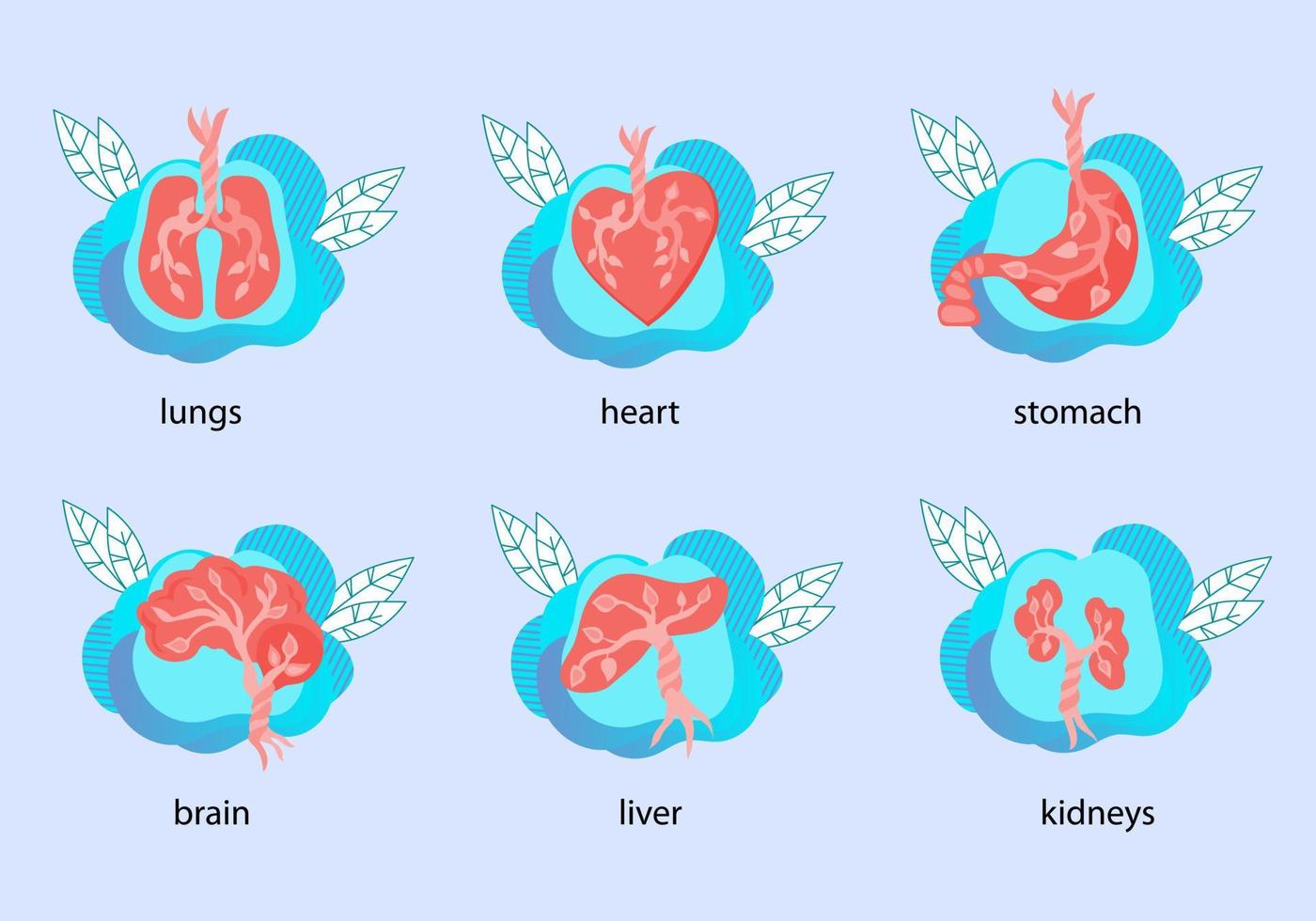 conjunto de ícones anatômicos de órgãos internos humanos, ilustração vetorial plana isolada no fundo. coração, estômago, fígado, pulmões e rins. coleção de símbolos de estrutura de partes do corpo biológico médico. vetor