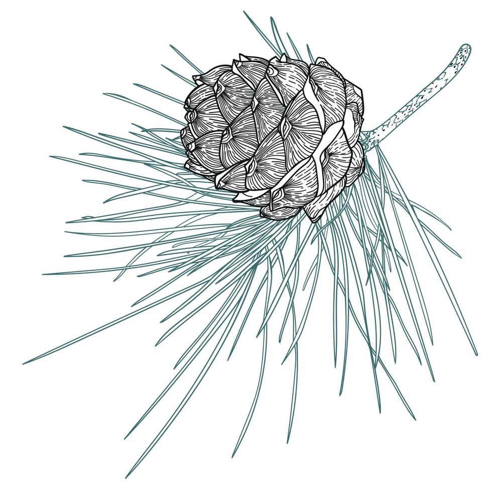 ramo de cedro realista com cones, ilustração de arte de linha vetor