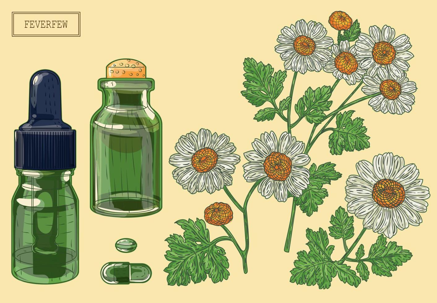 ramo de matricária médica e dois frascos de vidro verde, ilustração desenhada à mão em estilo retrô vetor