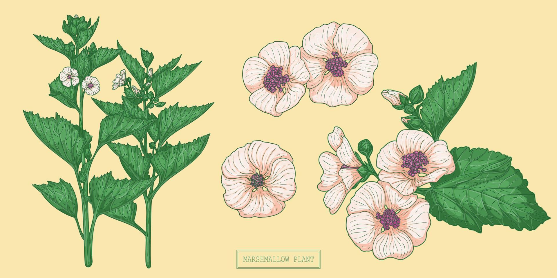 planta de marshmallow médica, ilustração botânica desenhada à mão em um estilo plano moderno vetor