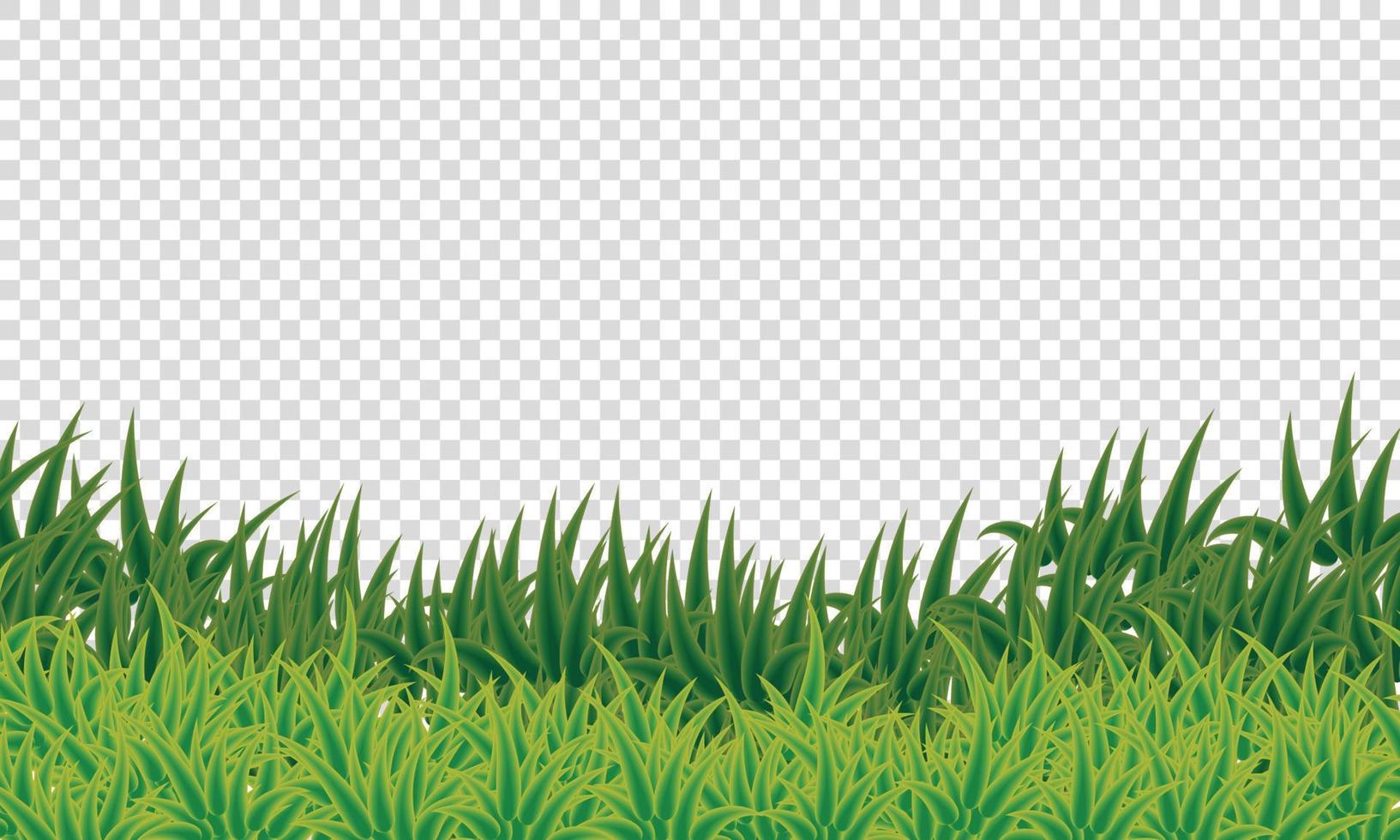 fundo transparente de grama verde vetor