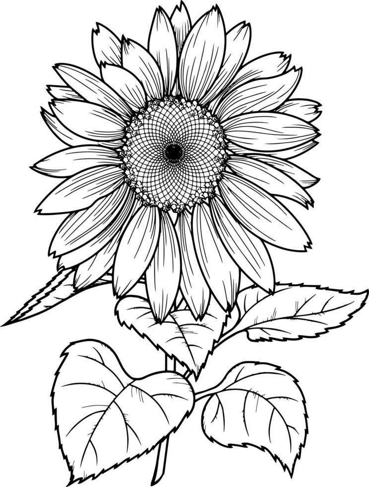 ilustração vetorial, uma grande flor de girassol com folhas grandes em um fundo transparente vetor