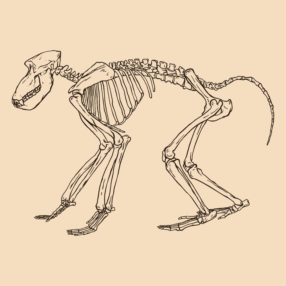 ilustração vetorial de esqueleto de babuíno preto vetor