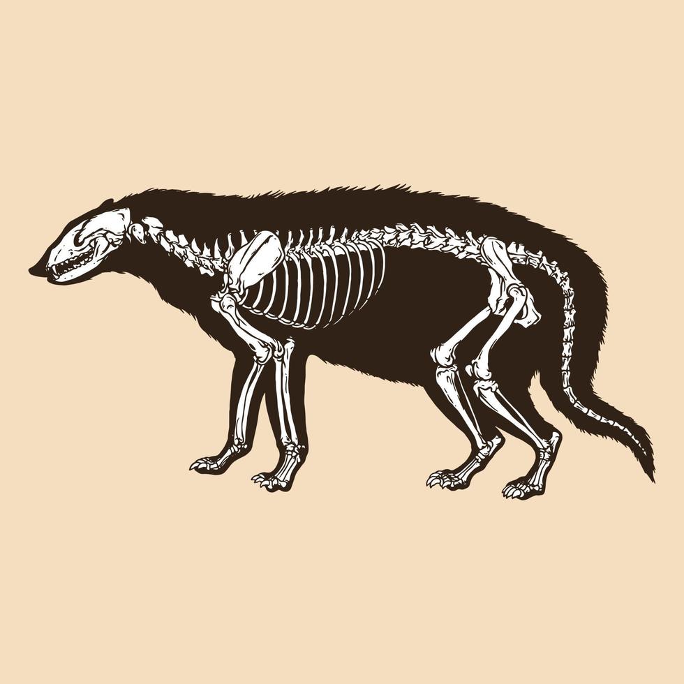 ilustração em vetor esqueleto gato civeta