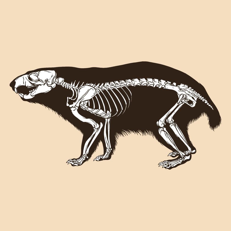 ilustração em vetor esqueleto marmota alpina