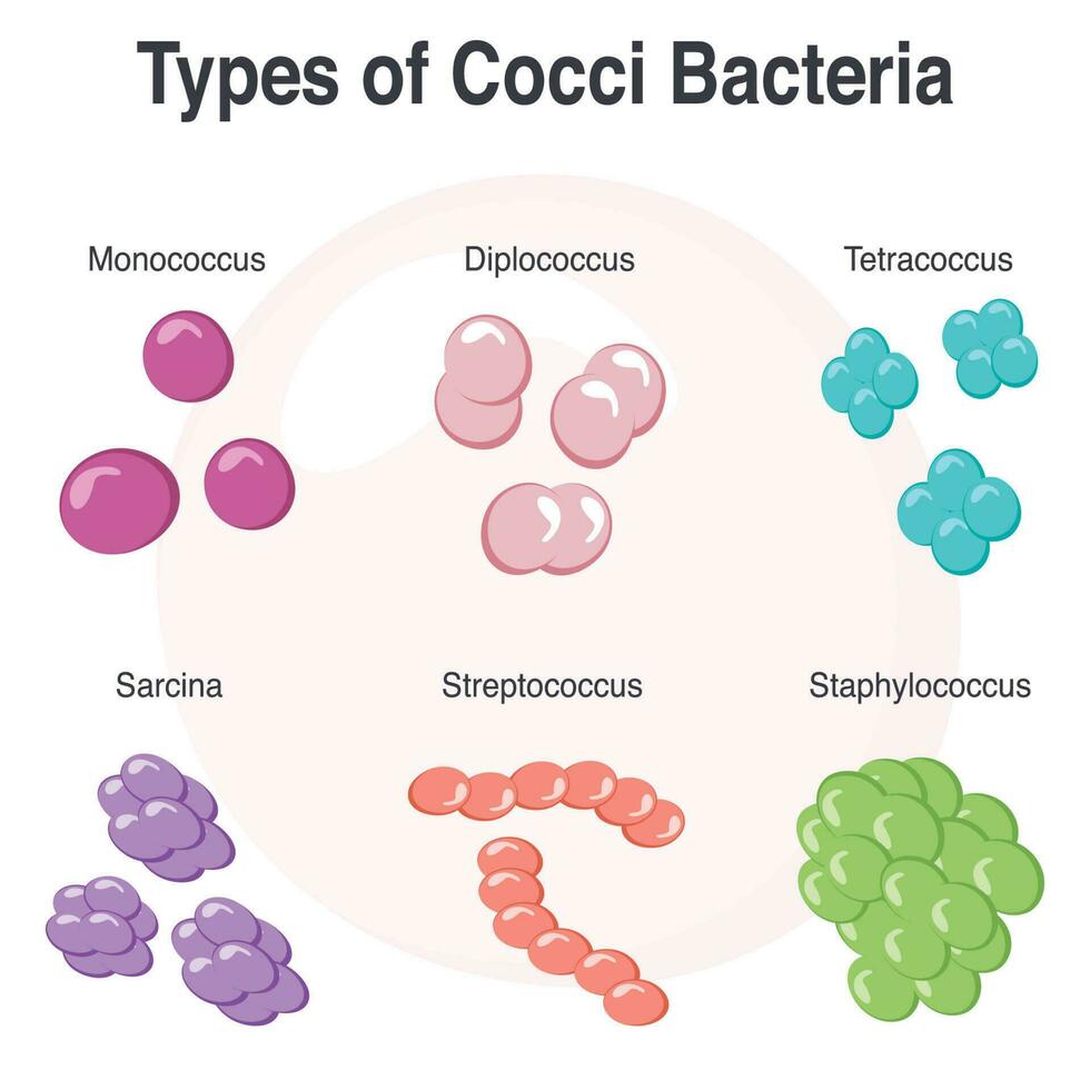 diferentes tipos de gráfico de ilustração vetorial de bactérias cocos vetor