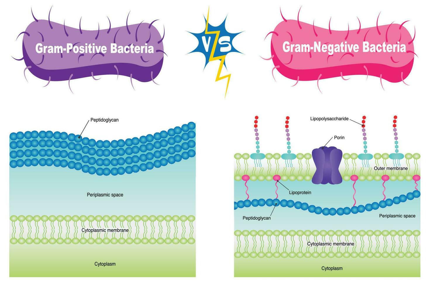 ilustração vetorial gram-positiva vs gram-negativa vetor