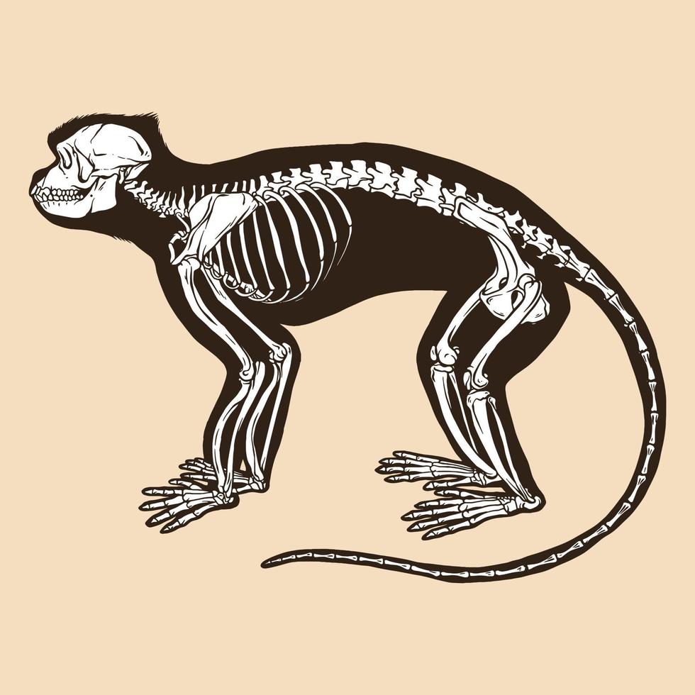 ilustração em vetor esqueleto langur cinza