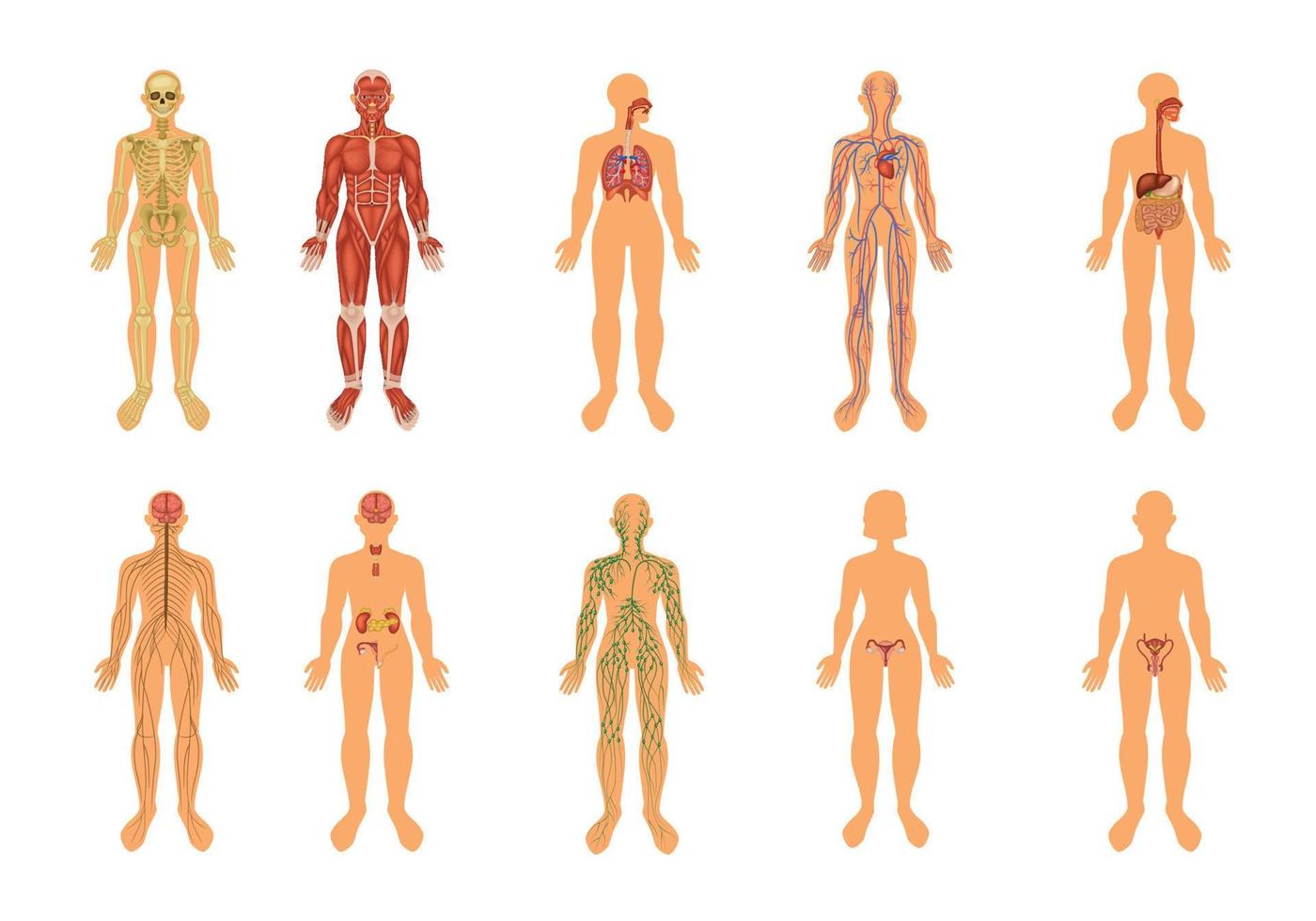 conjunto de ícones coloridos de sistemas de órgãos do corpo humano vetor