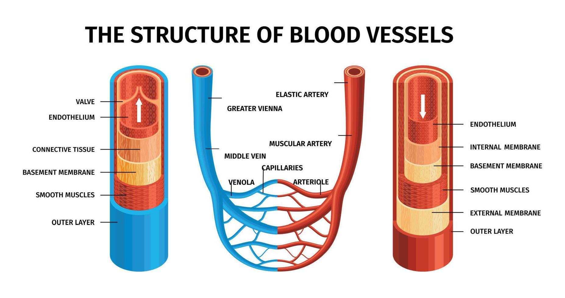 composição realista de artérias e veias de vasos sanguíneos vetor