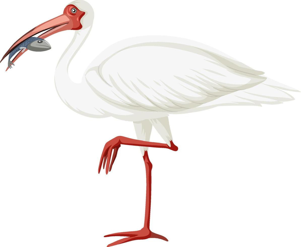 ibis branco americano isolado vetor