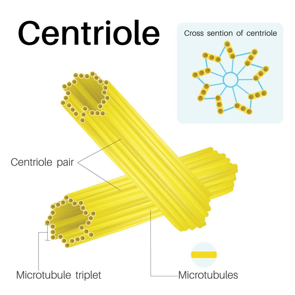 centríolos são organelas cilíndricas. encontradas na maioria das células eucarióticas. vetor