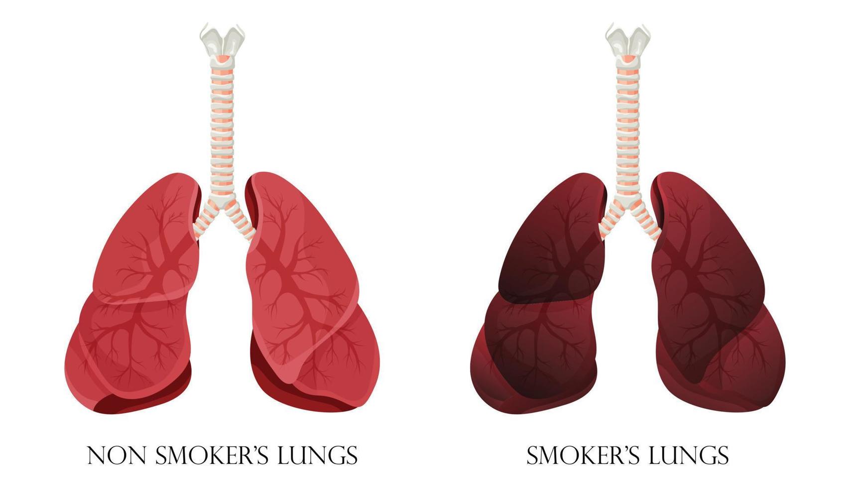 ilustração de pulmões saudáveis normais e fumante de pulmões. conceito de parar de fumar. ilustração vetorial. vetor