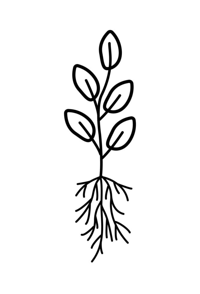 uma planta com um sistema radicular, estilo de doodle de ilustração vetorial. vetor