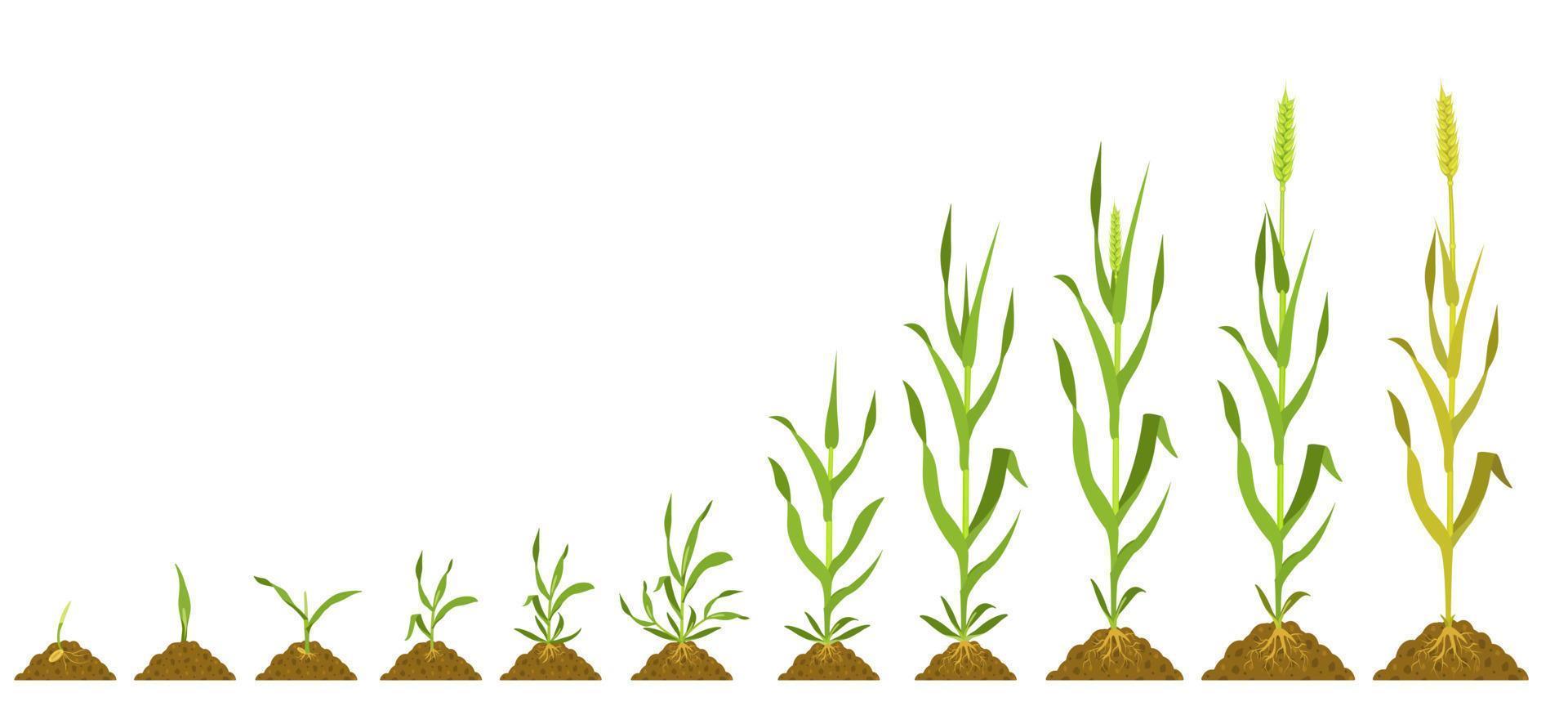 estágios de crescimento do trigo. germinação de ilustração botânica vetorial e colheitas de amadurecimento. vetor