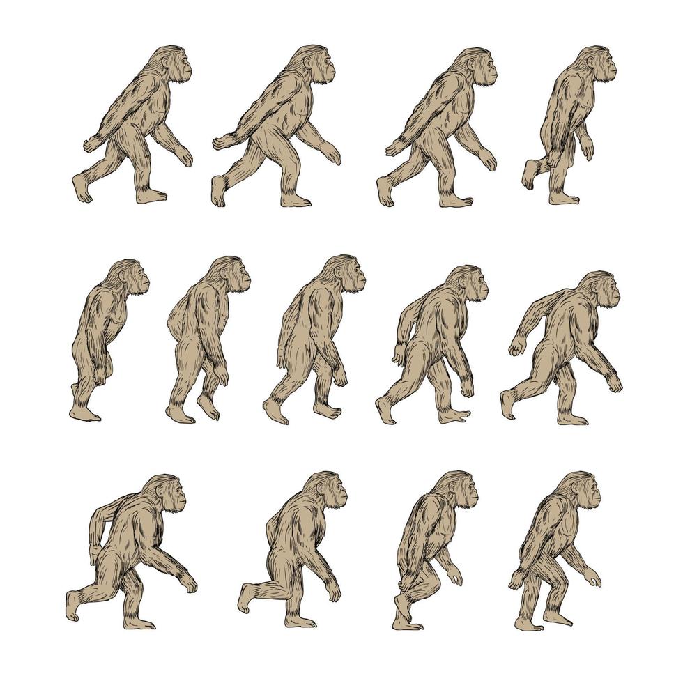 conjunto de coleção de ciclo de caminhada homo habilis vetor