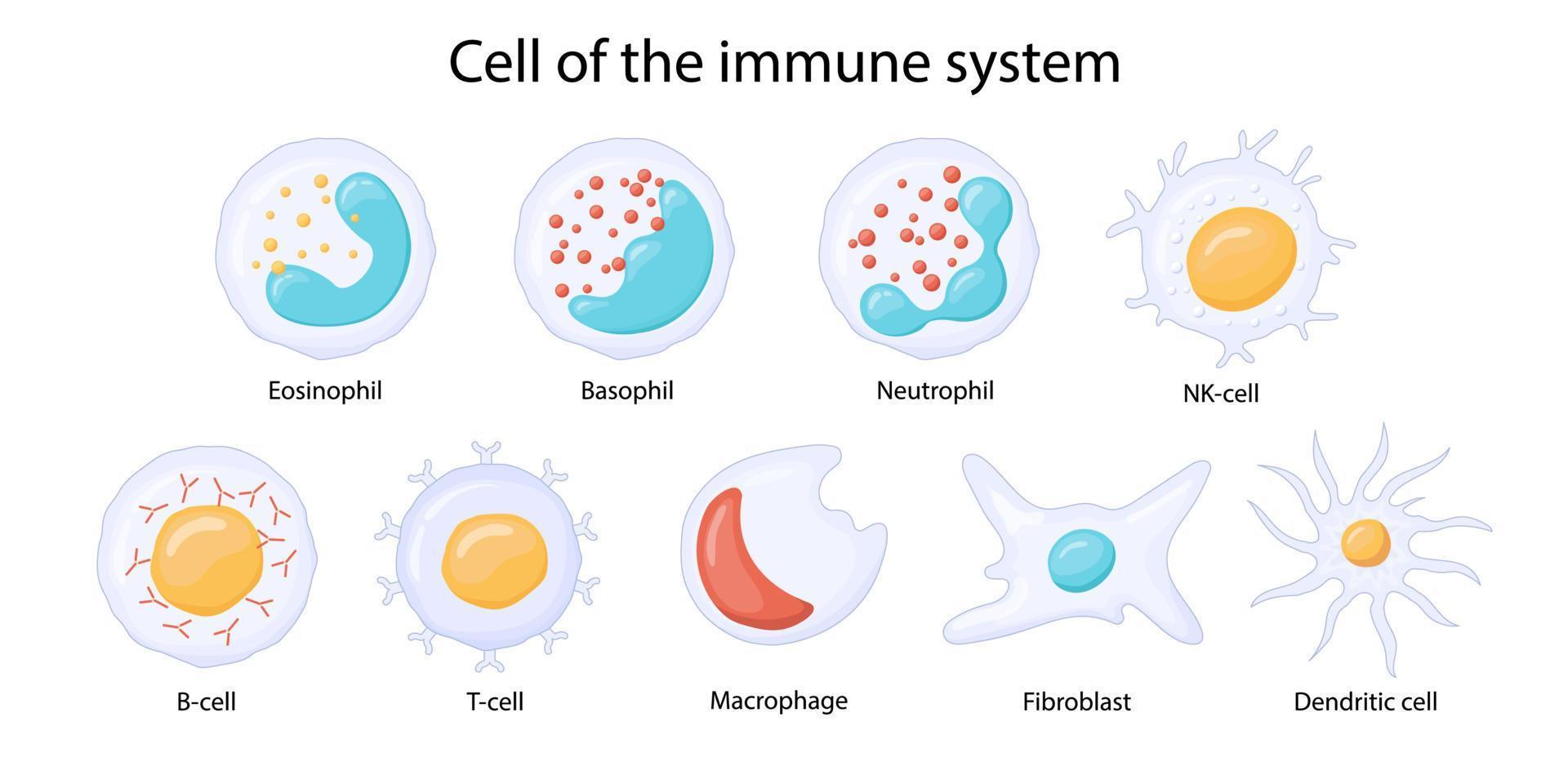 células do sistema imunológico. leucócitos ou glóbulos brancos eosinófilos, neutrófilos, basófilos, macrófagos, fibroblastos e células dendríticas. vetor