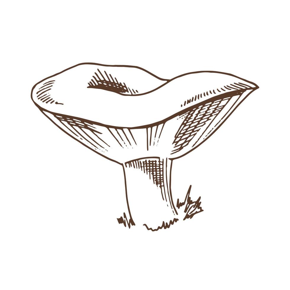 ilustração de contorno de cogumelo agaric. ícone de desenho vetorial. desenho vintage. ilustração em vetor vintage comida eco. ilustração de esboço para impressão, web, mobile e infográficos.