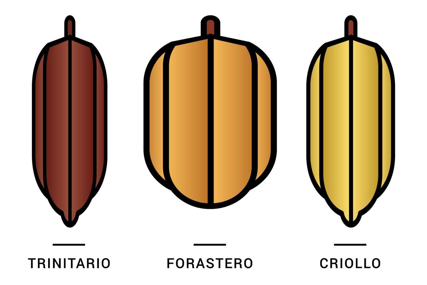 três tipos de vagens de cacau ou frutas de chocolate isoladas com fundo branco vetor