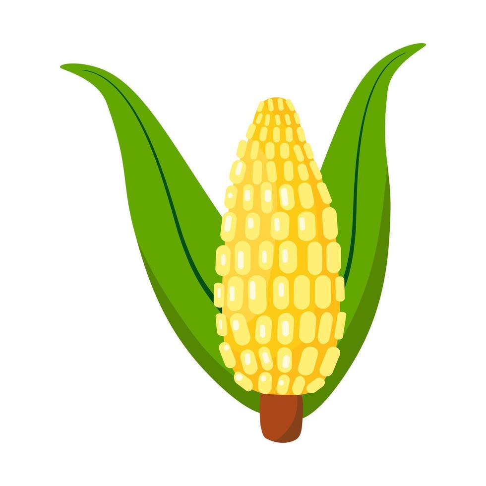 ícone de vetor isolado da planta de milho dos desenhos animados. comida vegetal. ingrediente de cozimento. conceito de agricultura.