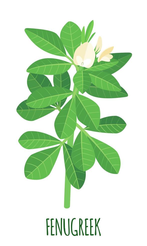 ícone de feno-grego em estilo simples, isolado no fundo branco. planta botânica médica ayurvédica. ilustração vetorial. vetor