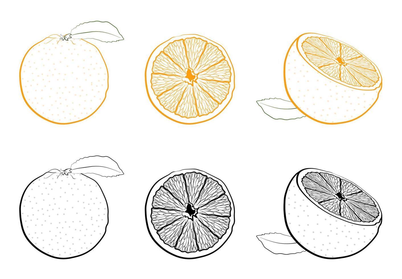 suculenta laranja fresca inteira e fracionada. conjunto de imagens em preto e branco e coloridas de frutas tropicais. vetor isolado no fundo branco