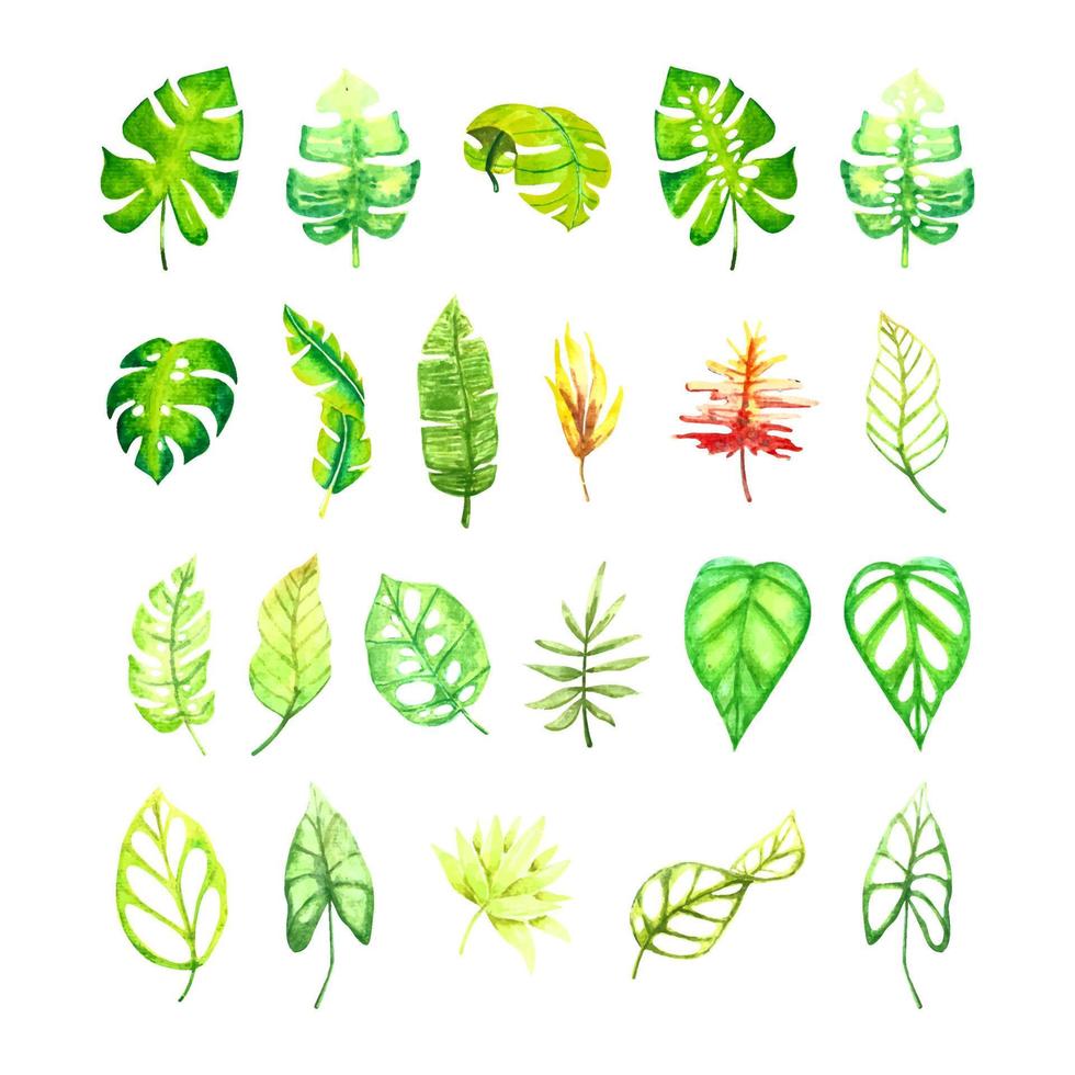 conjunto de ilustração de folha tropical de mão desenhada. coleção de folhas de monstera de folhagem botânica. vetor