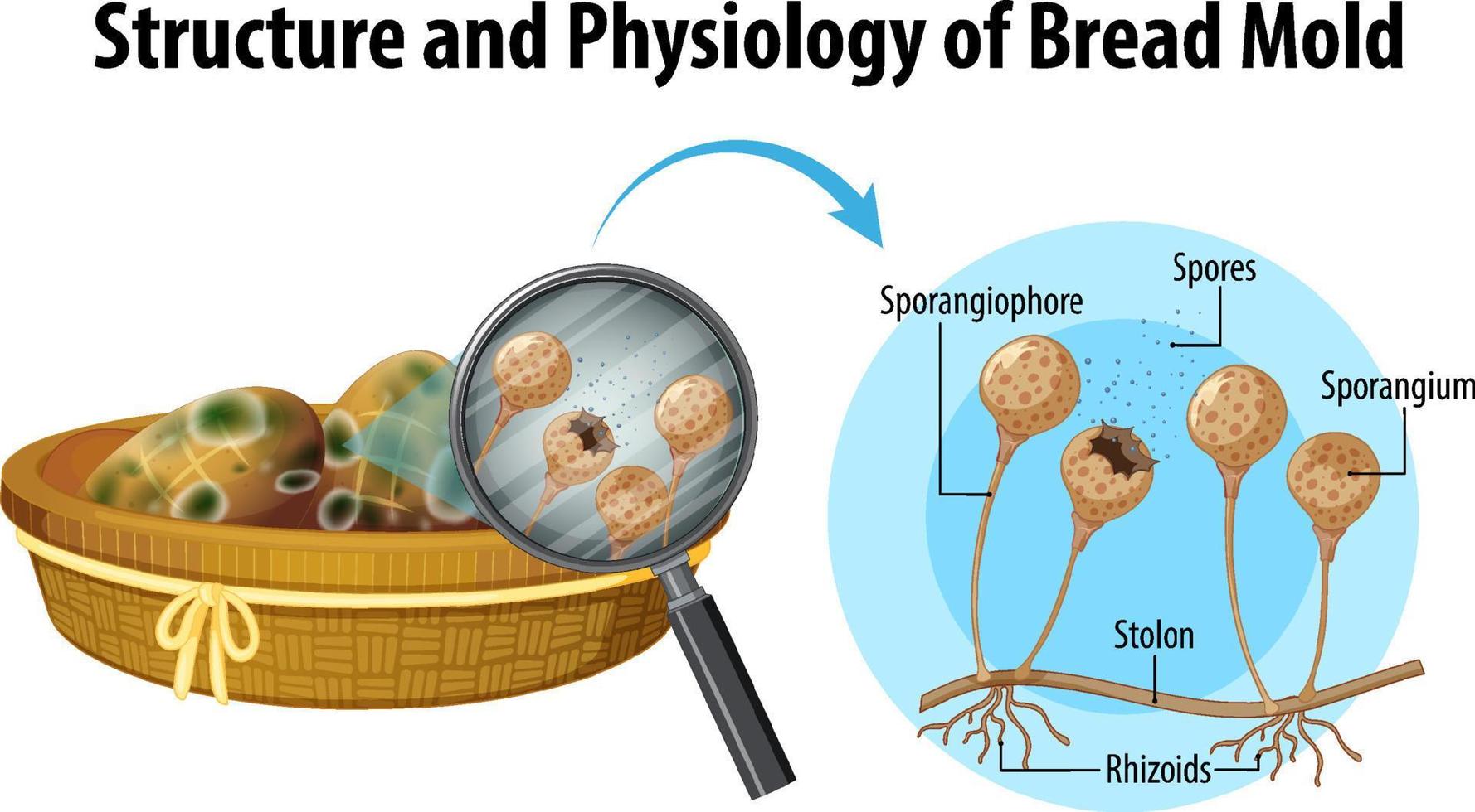 estrutura e fisiologia do molde do pão vetor