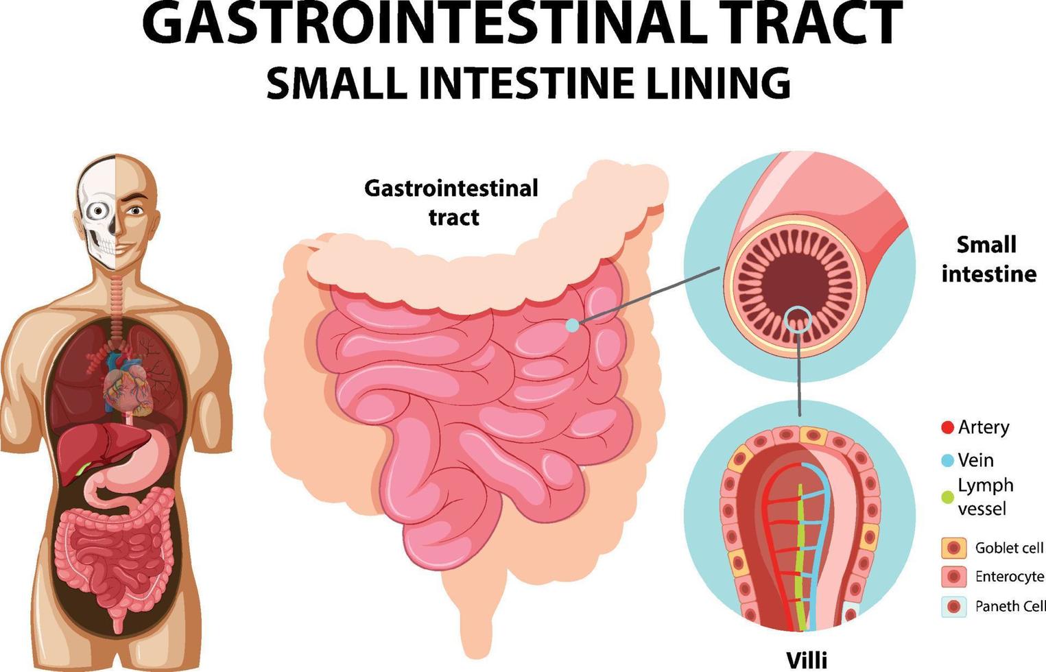 diagrama mostrando o trato gastrointestinal vetor