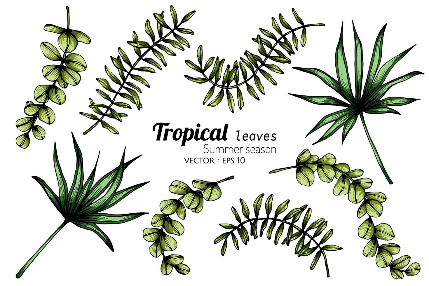 conjunto de vários tipos de folhas tropicais vetor
