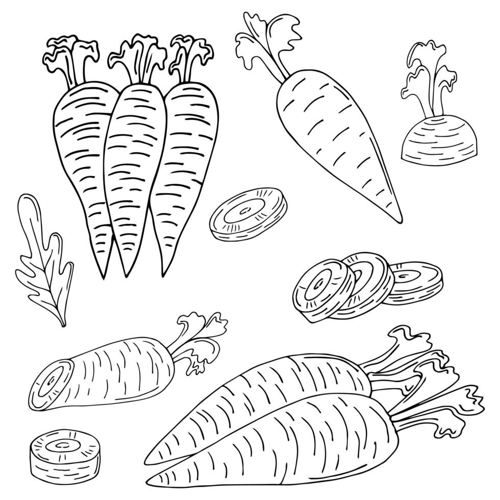 conjunto de arte de linha de cenouras. colher legumes maduros do jardim. doodle desenho de produtos à base de plantas. cenoura fatiada. mão desenhada ilustração de contorno vetorial. vetor