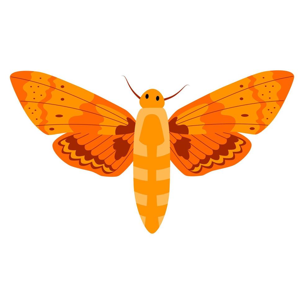 borboleta ilustração vetorial clipart. borboleta bonita isolada. vetor