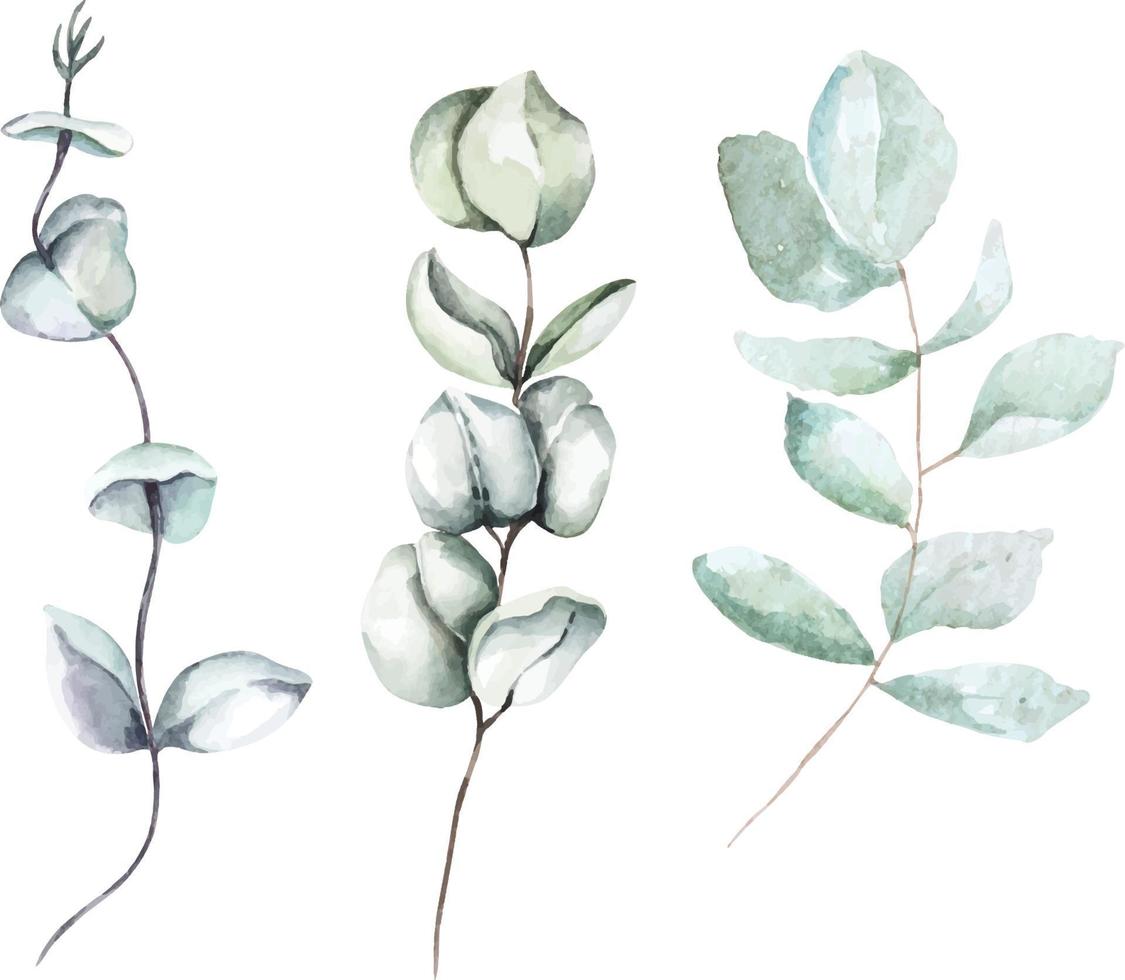 folhas de eucalipto pintadas com folhas de watercolor.tropical para decorar cartões de convite vintage. vetor