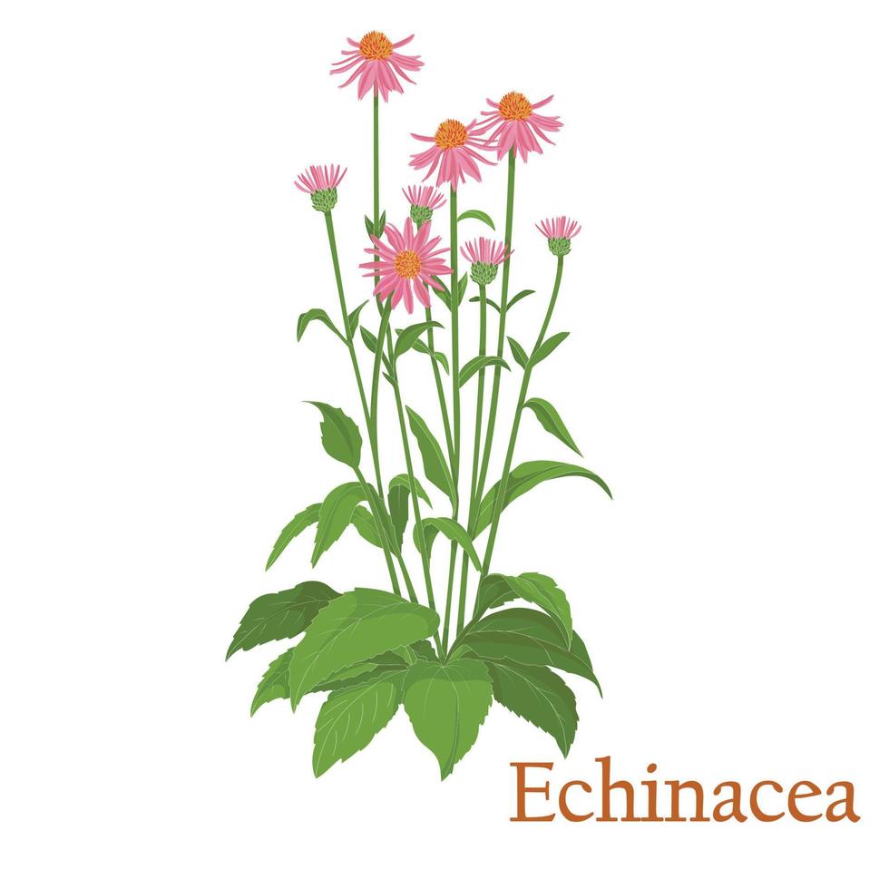 chá de equinácea. ilustração de uma planta em um vetor com flores para uso no cozimento de chá de ervas medicinais. sem contornos.